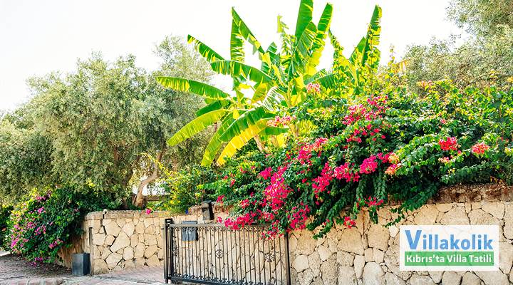 Kiralık Villa Cyprium - Fotoğraf 8